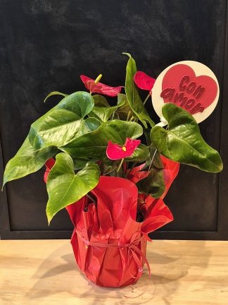 Anthurium + Cartel
