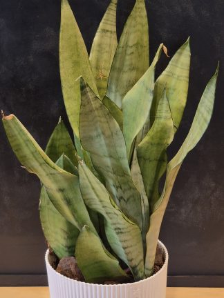 Sansiviera