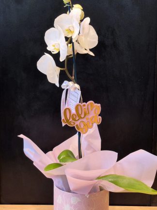 Orquídea en caja + cartel