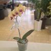 Orquídea - Image 3