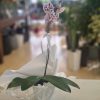Orquídea - Image 5
