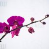 Orquídea