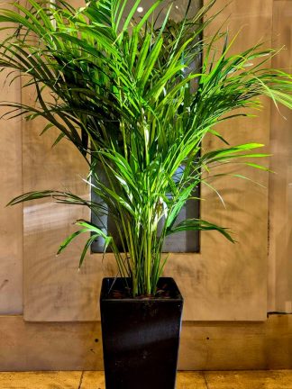 Areca