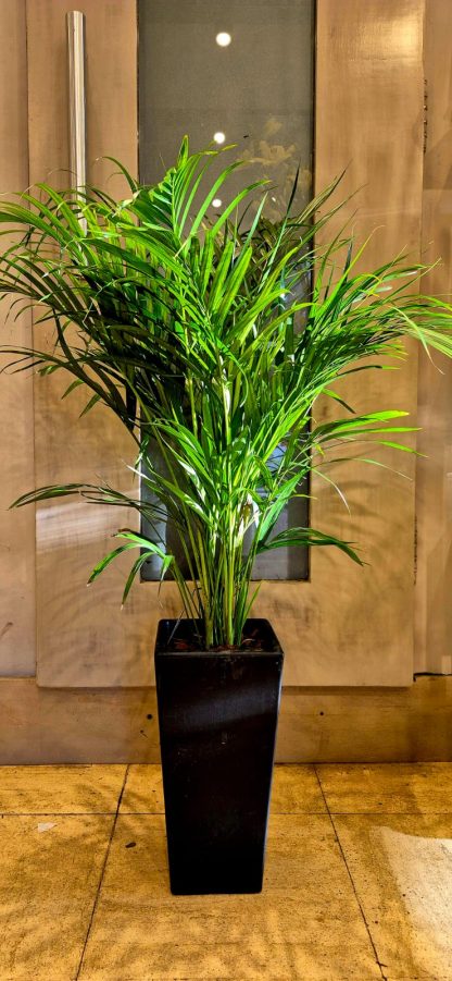 Areca