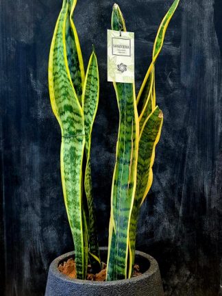 Sansevieria