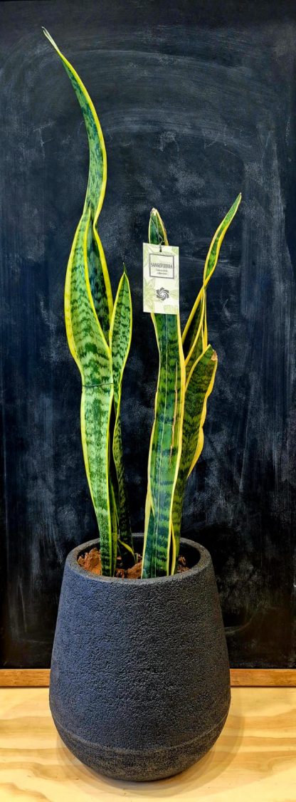 Sansevieria
