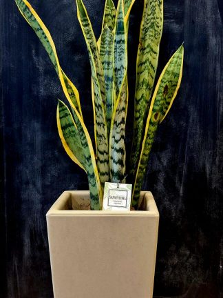 Sansevieria Maceta Piramidal