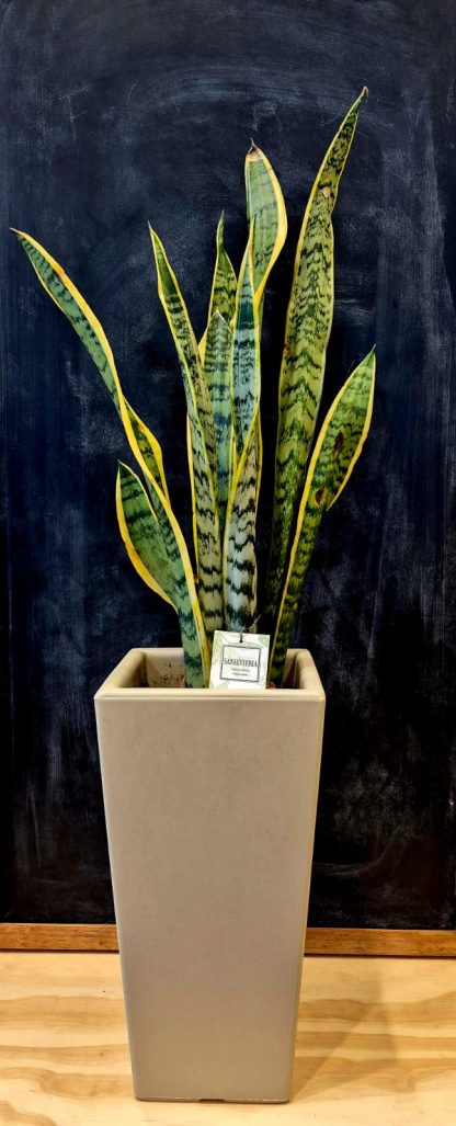 Sansevieria Maceta Piramidal
