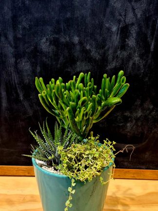 Maceta Ceramica con Crasas