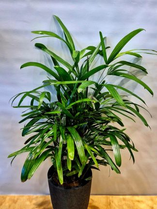 Raphis pequeño en maceta inca