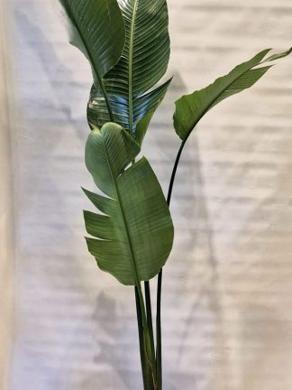 Strelitzia Nicolai en maceta rotomoldeada