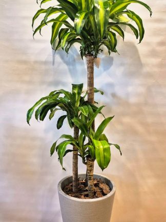 Dracaena Massageana (palo de agua)