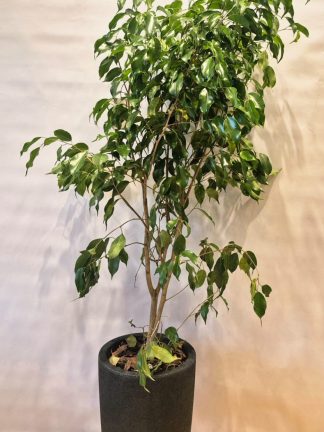 Ficus en maceta rotomoldeada Inca