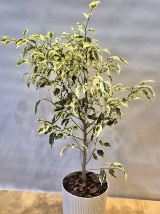 Ficus blanco pequeño