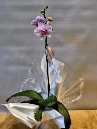 Orquídea