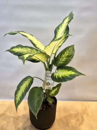 Dieffembachia Mariana