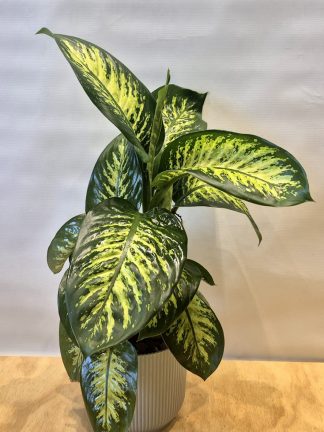 Dieffembachia Tropic