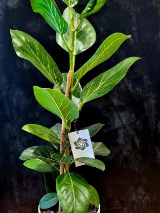 Ficus Audrey