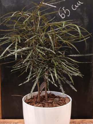 Aralia Elegantisima